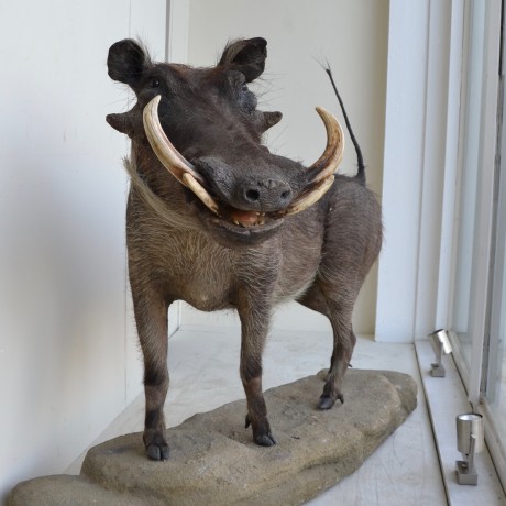 Taxidermy: A Warthog